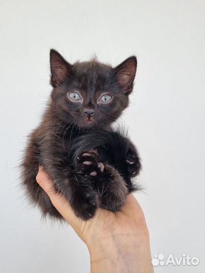 Котята ищут дом