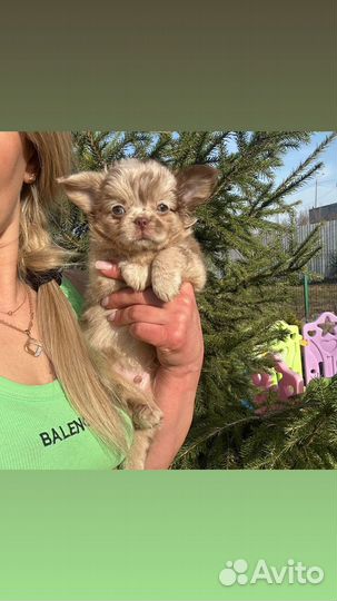 Веснусчатое Счастье Чихуахуа