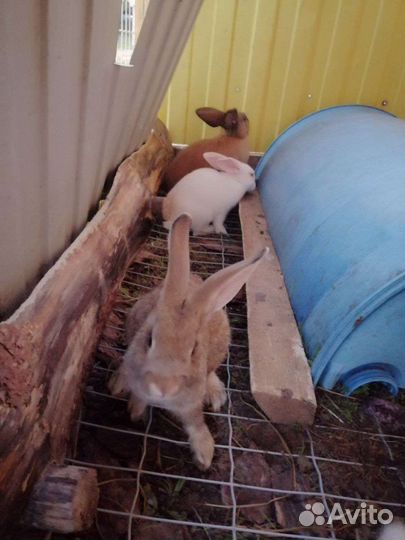 Кролики мясных пород