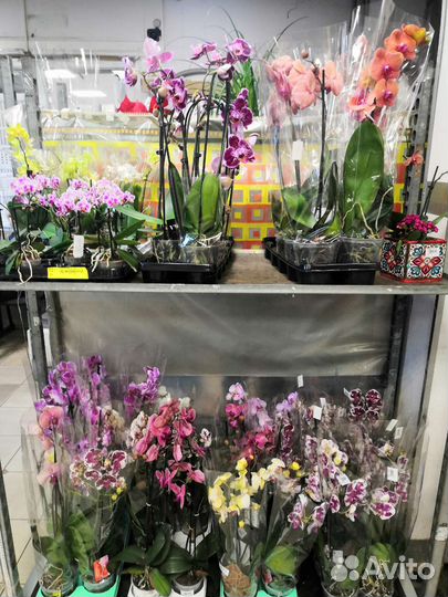 Орхидея. Фаленопсис. Цимбидиум. Дендробиум