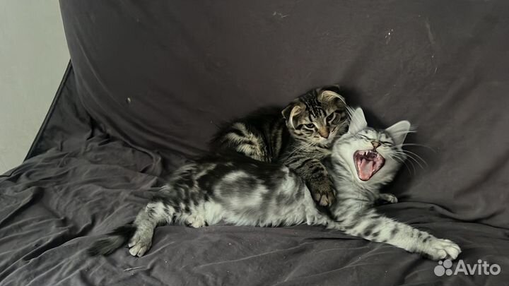 Котята, метизы