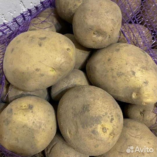 Картофель