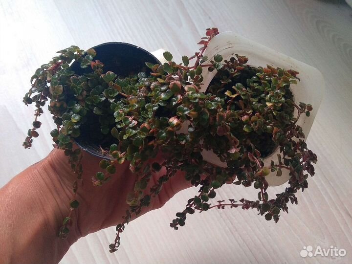 Клеродендрум, гибискус, дуранта, и др