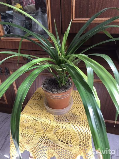 Пальма панданус