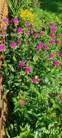 Садовые цветы