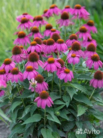 Эхинацея пурпурная