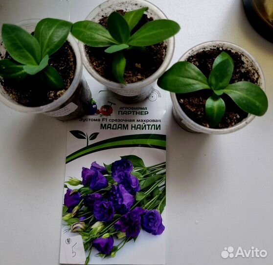 Продам рассаду Эустомы