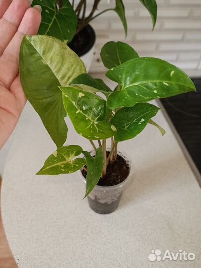 Сингониум Панда