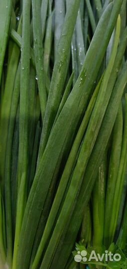 Лук зелёный