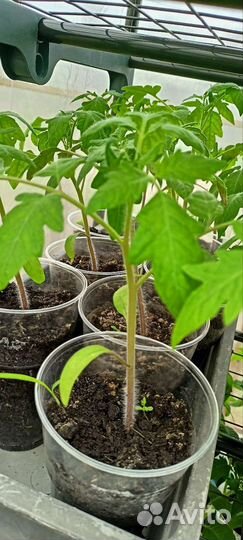 Рассада помидор