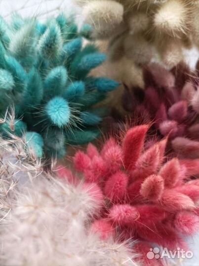 Сухоцветы пучки и штучно