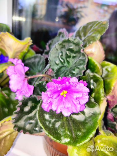 Продам фиалки