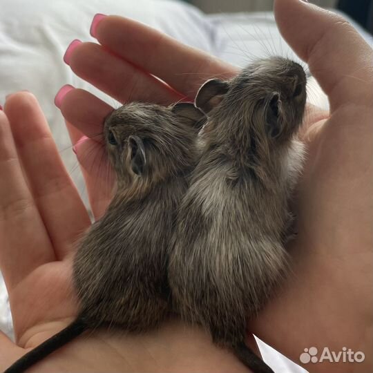 Чилийская белка дегу