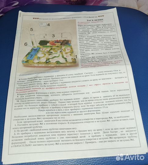 Муравьиная ферма с муравьями