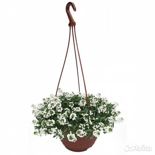 Ампельные расения