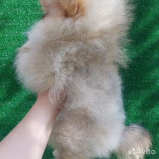 Померанский шпиц кукольная мишка