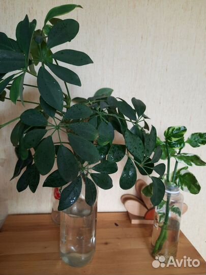 Шефлера, педилантус