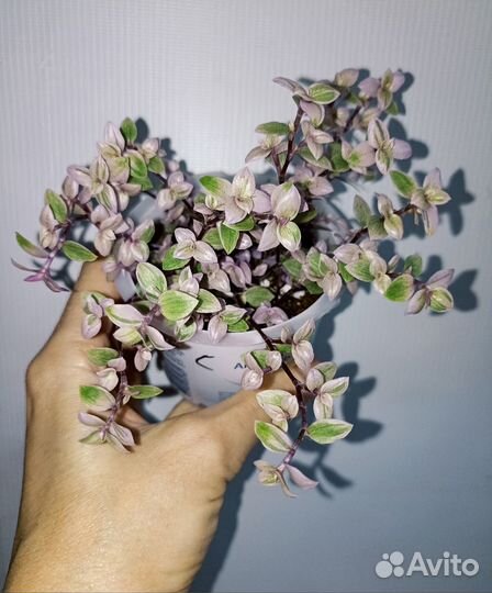 Сеткреазия Традесканция Каллизия Колеус