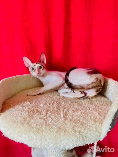 Кошечка корниш рекс