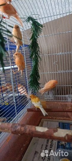 Певчие птицы