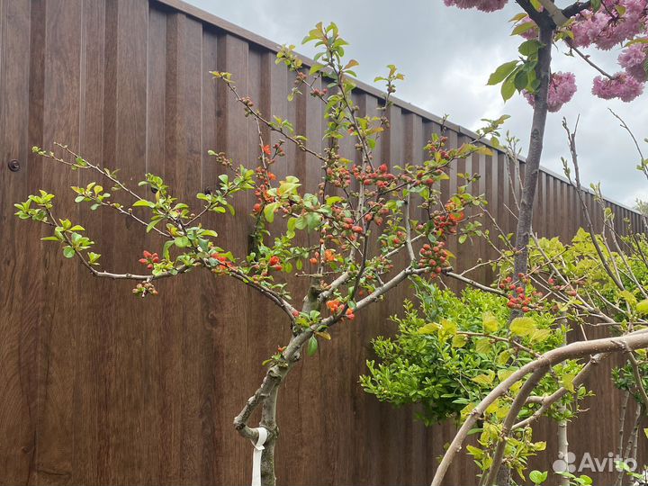 Штамбовые деревья