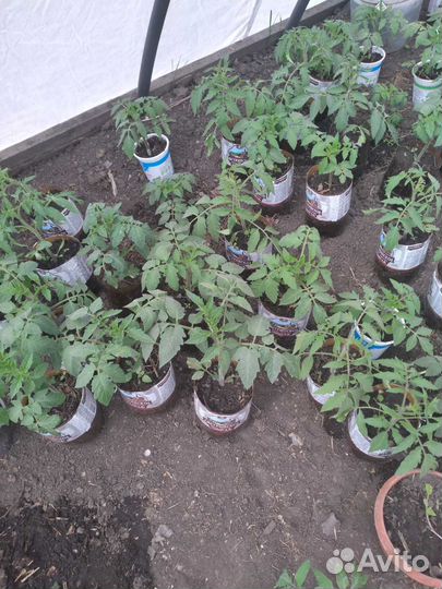 Продам рассаду томатов