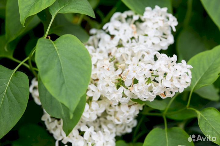 Сирень Примроуз