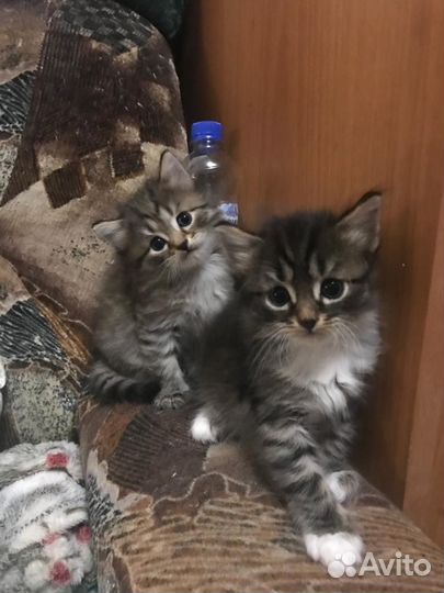 Котятки в добрые руки