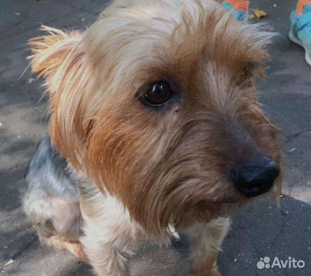 Выгул собак