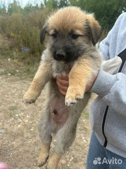 Щенок мальчик