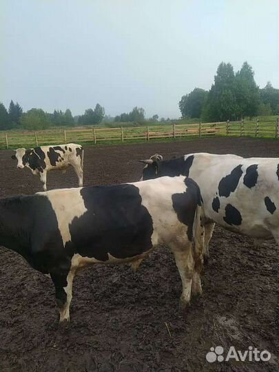 Быки и корова