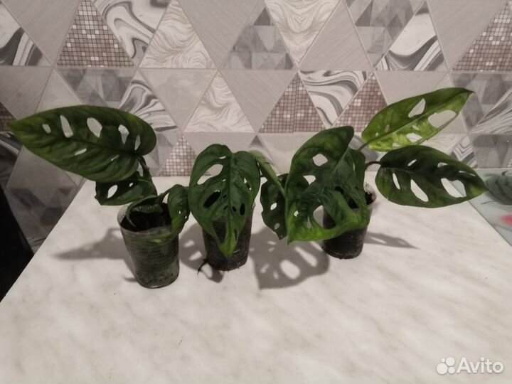 Монстера манки