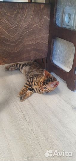 Бенгальская леопардовая кошка