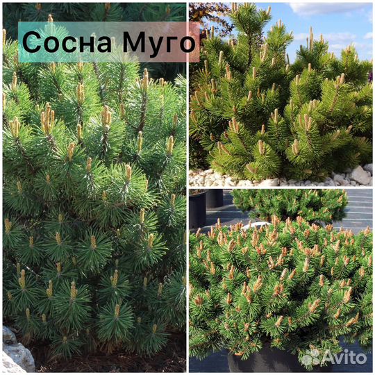Сосна Пумилио, Муго, Мугос, Унцината, Кедр