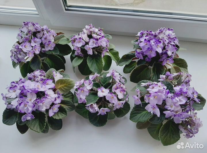 Цветущие молодые фиалки