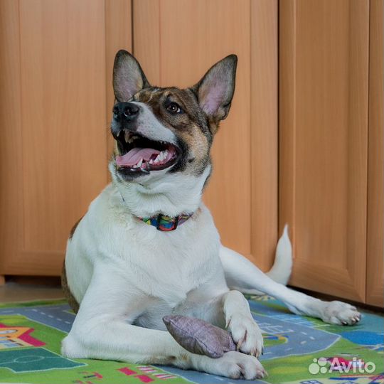 Красавчик Арон в добрые руки