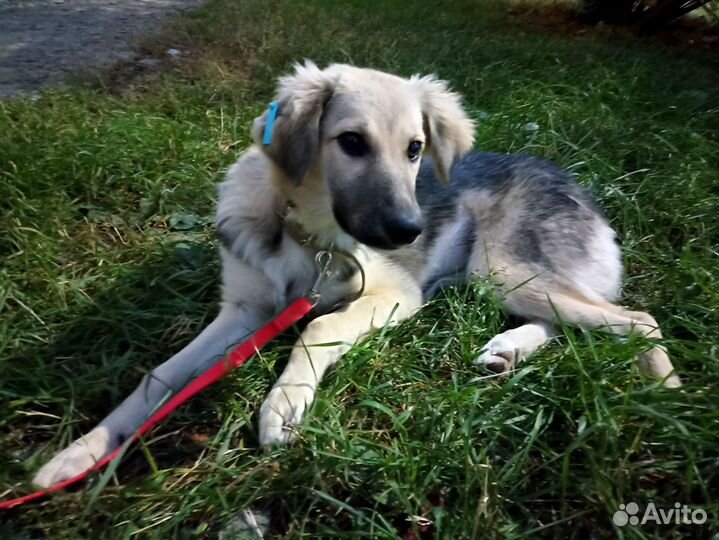 Собака в добрые руки