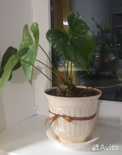 Комнатные цветы антуриум