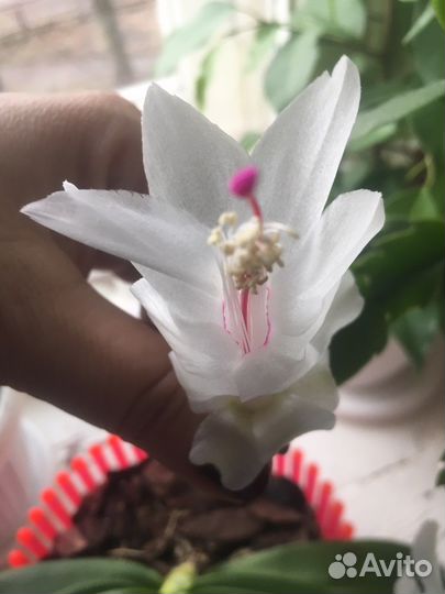 Декабрист шлюмбергера