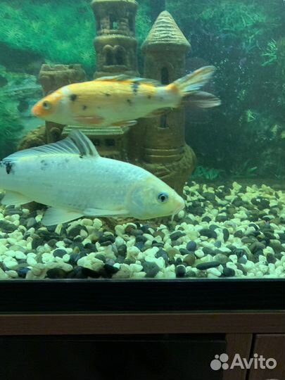 Аквариум с рыбами