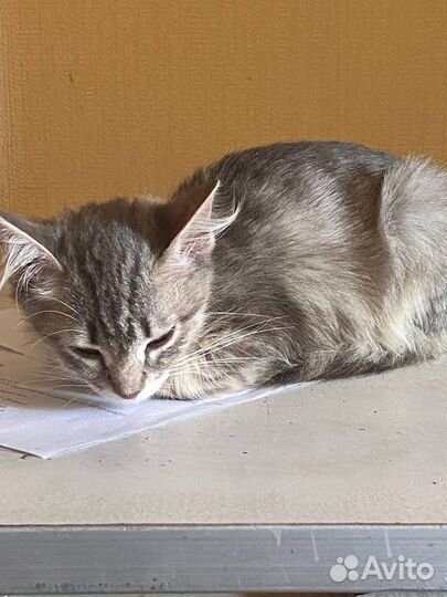 Отдам котенка в добрые руки (девочка)