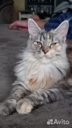 Вязка девочка мейн-кун