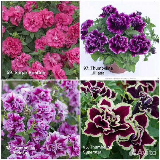 Вегетативная петуния