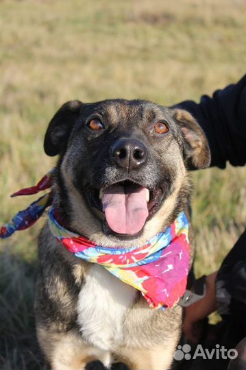 Никому ненужный пес