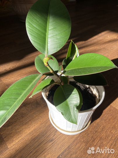 Фикус каучуконосный