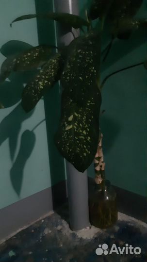 Диффенбахия