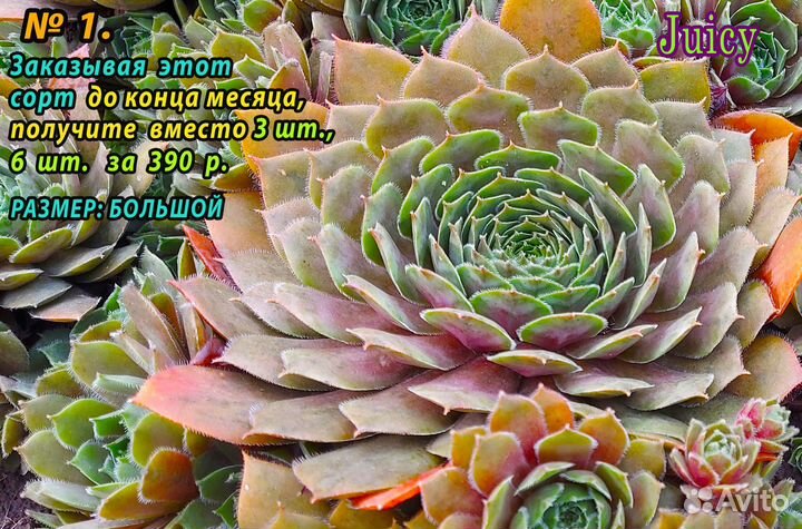 Часть 3. сортовые Каменные розы 6-8 шт