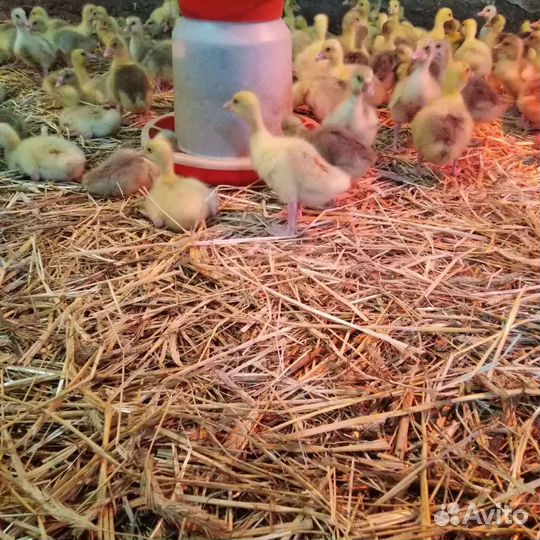 Гусята суточные и подрощенные