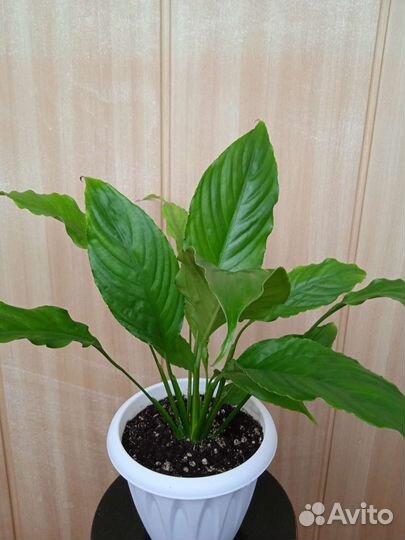 Спатифиллум или женское счастье