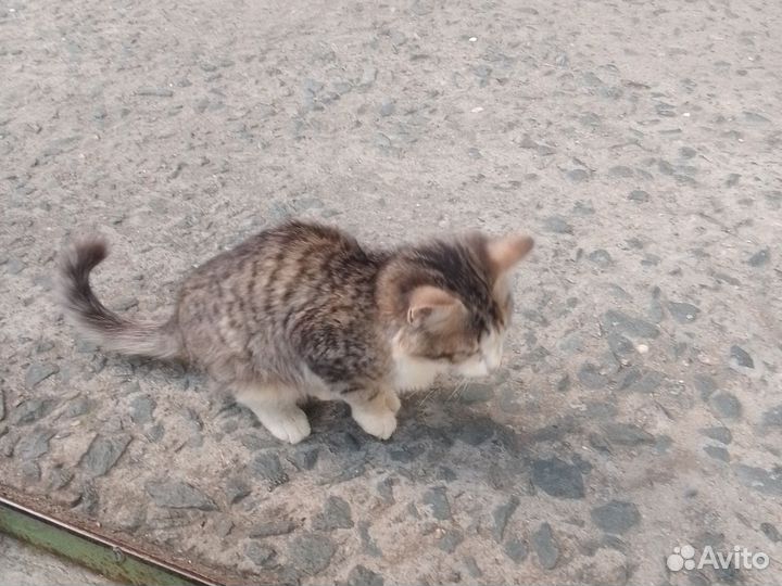 Кошка в дар бесплатно